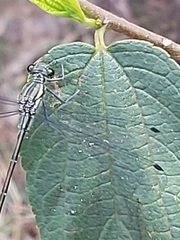 Austroargiolestes isabellae