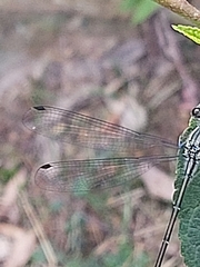 Austroargiolestes isabellae