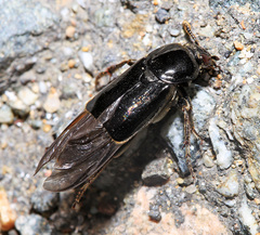 Ptomascopus morio