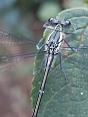 Austroargiolestes isabellae