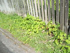 Geranium procurrens