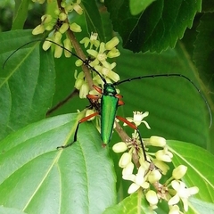 Plinthocoelium chilense