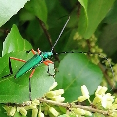 Plinthocoelium chilense