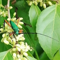 Plinthocoelium chilense