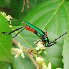 Plinthocoelium chilense