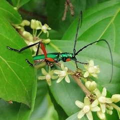 Plinthocoelium chilense