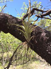 Tillandsia achyrostachys