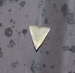 Macrochilo louisiana