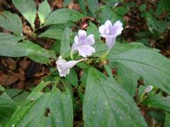 Strobilanthes flexicaulis