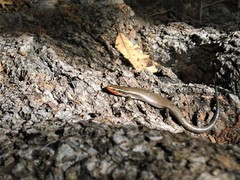 Plestiodon tetragrammus brevilineatus