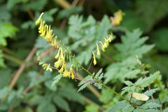 Corydalis filiformis