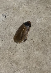 Pycnoscelus surinamensis