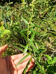 Artemisia integrifolia