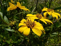 Flourensia thurifera