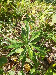 Artemisia integrifolia