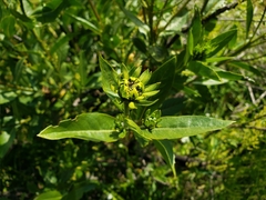 Flourensia thurifera