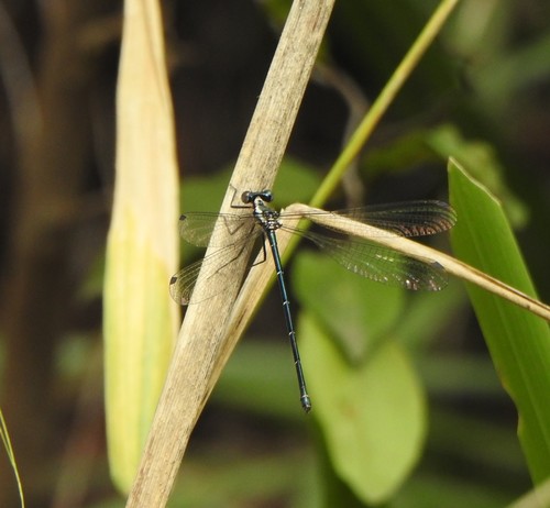 Common Flatwing photo 3