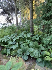 Rodgersia aesculifolia