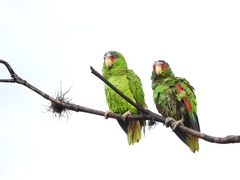 Amazona albifrons