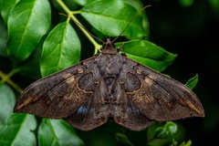 Ischyja ferrifracta