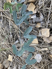 Passiflora mexicana