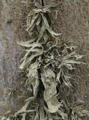Ramalina leptocarpha