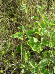 Helianthus silphioides