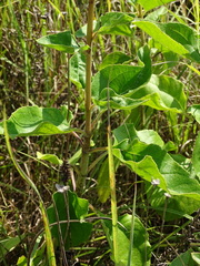 Helianthus silphioides