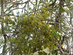 Notothixos subaureus