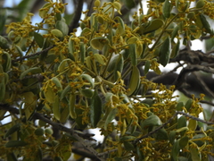 Notothixos subaureus