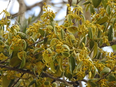 Notothixos subaureus