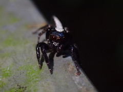 Plexippina