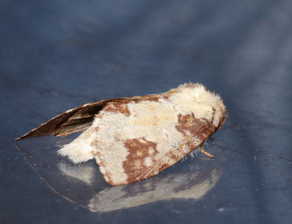 Tai Po Prominent Moth