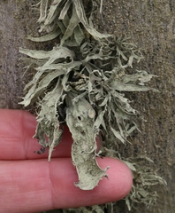 Ramalina leptocarpha