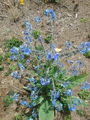Cynoglossum amabile