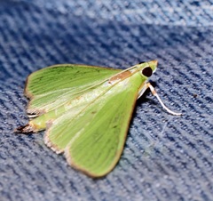 Parotis punctiferalis