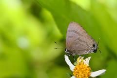 Rapala varuna formosana