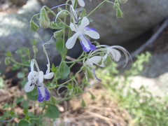 Trichostema arizonicum