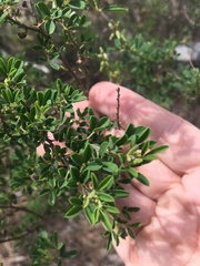 Crotalaria medicaginea
