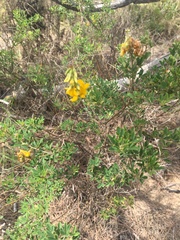 Crotalaria medicaginea