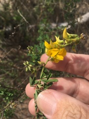 Crotalaria medicaginea