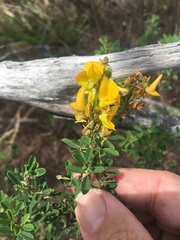 Crotalaria medicaginea
