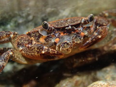 Cryptopotamon anacoluthon