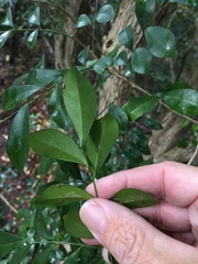 Murraya paniculata