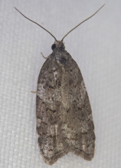 Acleris gloveranus