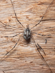 Leptobunus parvulus