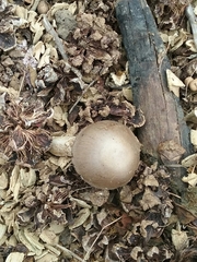 Basidiomycota