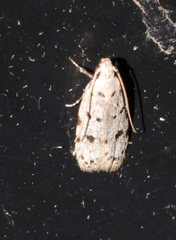 Autosticha calceata