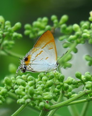 Hypolycaena thecloides