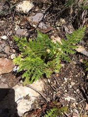 Cheiloplecton rigidum lanceolatum